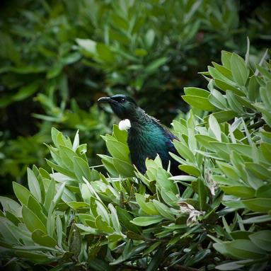  On Tiritiri Matangi